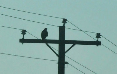 224cookscounty_028redtail.jpg