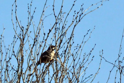 224cookscounty_035curvebilled.jpg