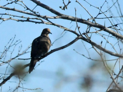 224cookscounty_050mourningdove.jpg