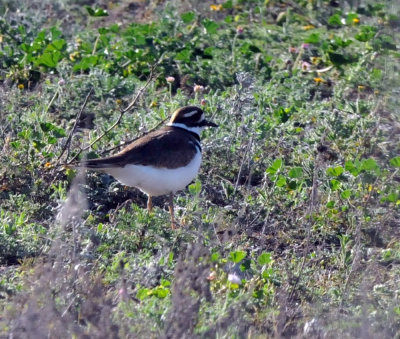 224cookscounty_052killdeer.jpg