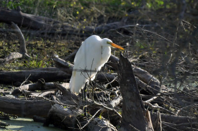 224cookscounty_056greategret.jpg