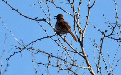 224cookscounty_067longbilled.jpg