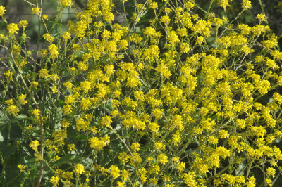 224cookscounty_089yellow.jpg