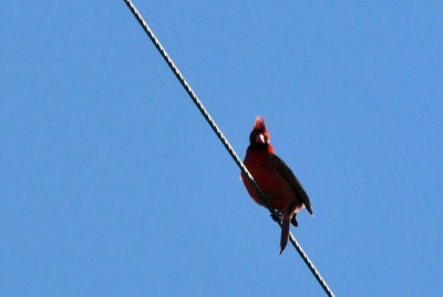 224cookscounty_128ncardinal.jpg