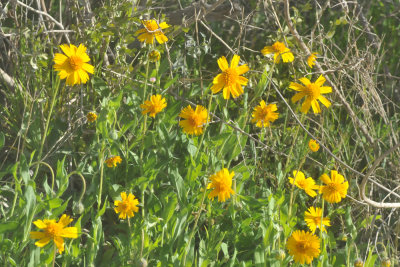 224cookscounty_131winterdaisies.jpg
