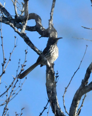 224cookscounty_140longbilled.jpg
