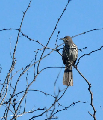 224cookscounty_149curvebilled.jpg