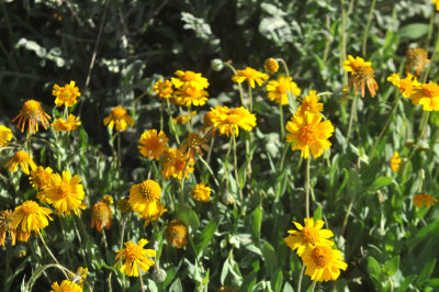 224cookscounty_160winterdaisies.jpg