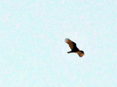224cookscounty_176turkeyvulture.jpg