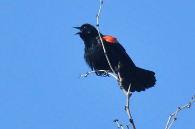 224cookscounty_184redwing.jpg