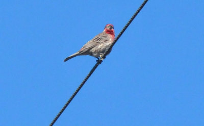 224cookscounty_191housefinch.jpg