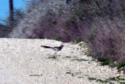 224cookscounty_207roadrunner.jpg