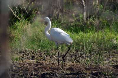 224cookscounty_209greategret.jpg