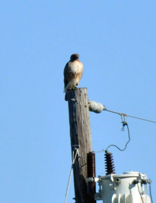 224cookscounty_221redtailed.jpg