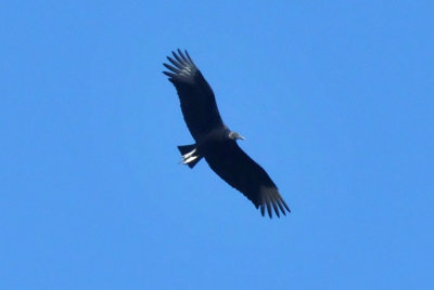 224cookscounty_230blackvulture.jpg