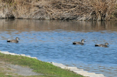 224cookscounty_239gadwalls.jpg