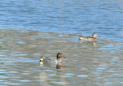 224cookscounty_241greenwingedteal.jpg