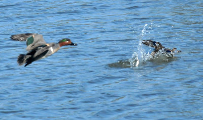 224cookscounty_243greenwingedteal.jpg