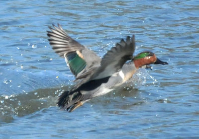 224cookscounty_244greenwingedteal.jpg
