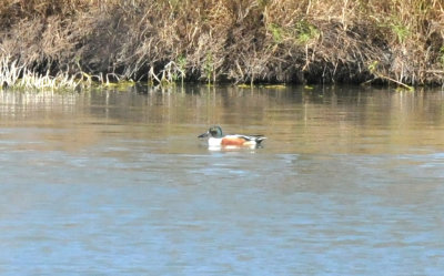 224cookscounty_250nshoveler.jpg