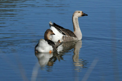 224cookscounty_254geese.jpg