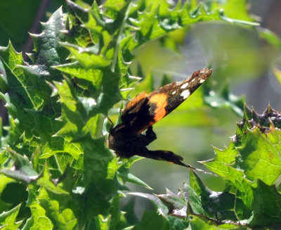 224cookscounty_258redadmiral.jpg