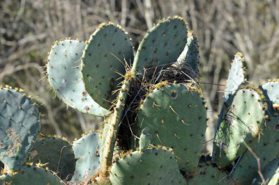 224cookscounty_270cactuswrensnest.jpg