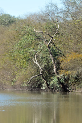 224cookscounty_334magictree.jpg