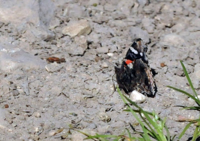 224cookscounty_346redadmiral.jpg