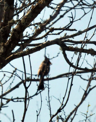 224cookscounty_356pyrrhuloxia.jpg