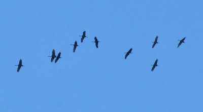 224cookscounty_365sandhillcranes.jpg