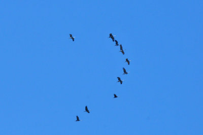 224cookscounty_368sandhillcranes.jpg