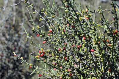 224cookscounty_372christmascactus.jpg