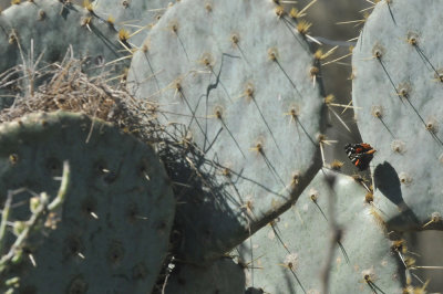 224cookscounty_374redadmiralcactuswrennest.jpg