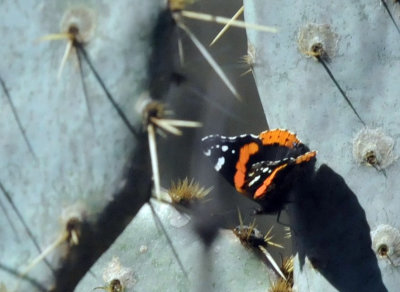 224cookscounty_375redadmiral.jpg