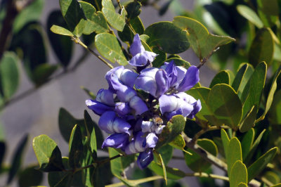 224cookscounty_379texasmountainlaurel.jpg