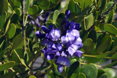 224cookscounty_382mountainlaurel.jpg