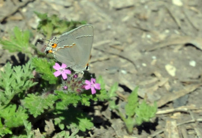 224cookscounty_385grayhairstreak.jpg