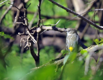 224cookscounty_389yellowrumped.jpg