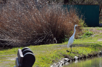 224cookscounty_405greategret.jpg
