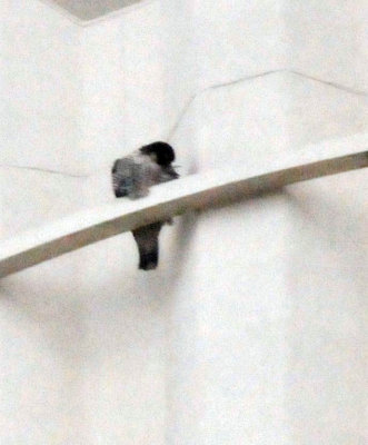 226cooks_006peregrine.jpg