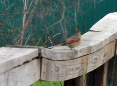 226cooks_017cardinal.jpg