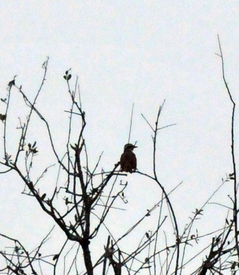 226cooks_051greatkiskadee.jpg