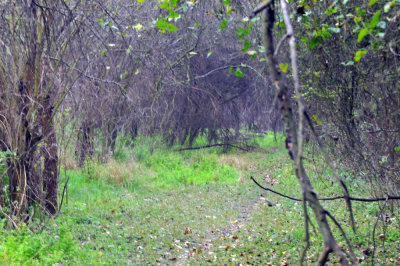 226cooks_061canopytrail.jpg