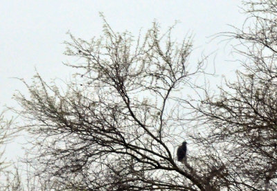 226cooks_073blackvulture.jpg