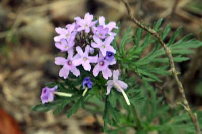 226cooks_079pinks.jpg