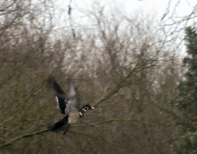 226cooks_088woodduckmale.jpg