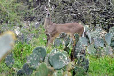 226cooks_107deer.jpg