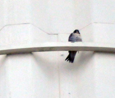 228peregrine800am_003peregrine800am.jpg
