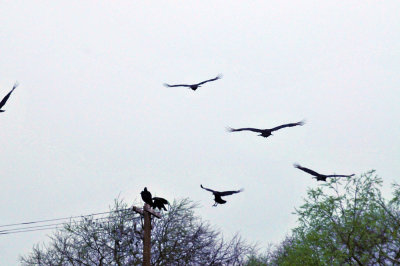 32cooks_041blackvultures.jpg